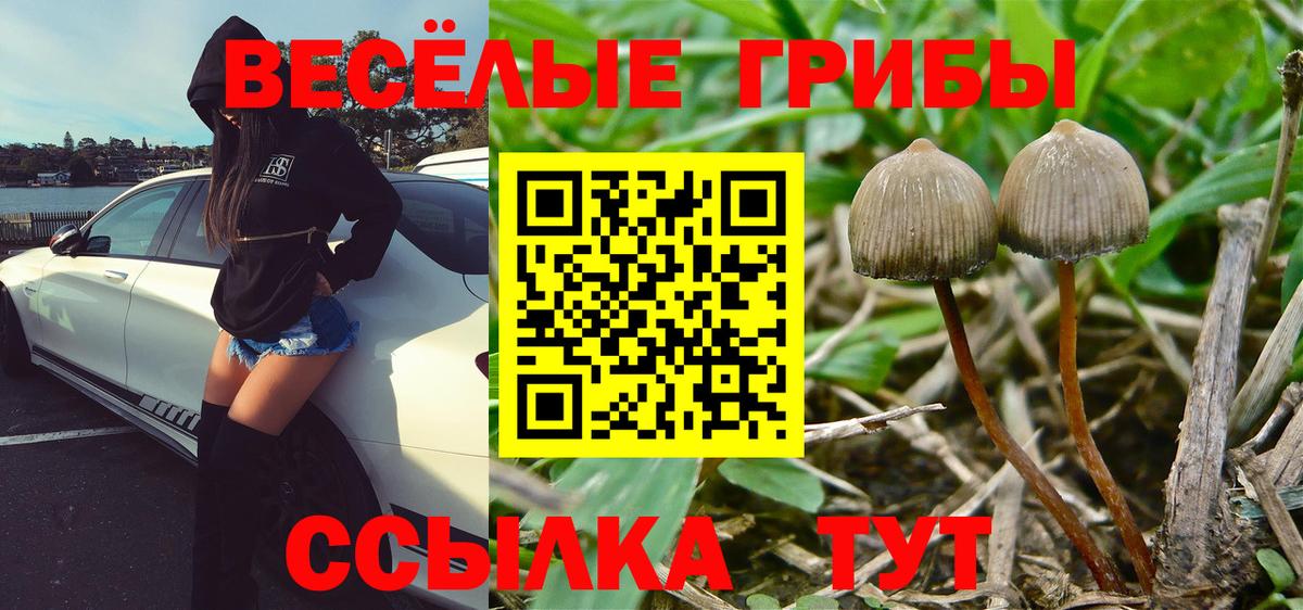 Псилоцибиновые грибы GOLDEN TEACHER  купить   Череповец  Вход с VPN 
